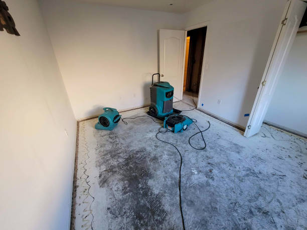 Best Mold removal after water damage  in San Antonio, FL